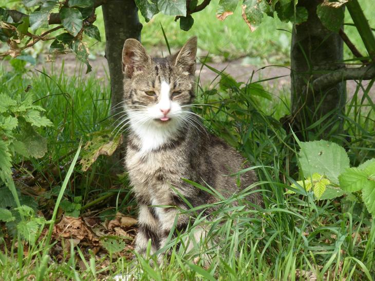 {{currentPhoto.altText}} billede {{currentPhoto.number}}