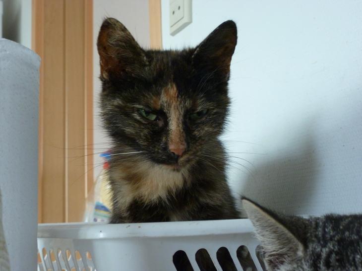 {{currentPhoto.altText}} billede {{currentPhoto.number}}