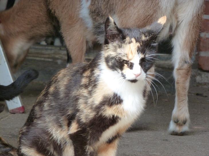 {{currentPhoto.altText}} billede {{currentPhoto.number}}