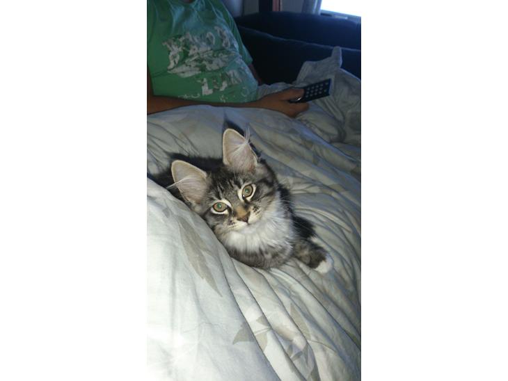 {{currentPhoto.altText}} billede {{currentPhoto.number}}