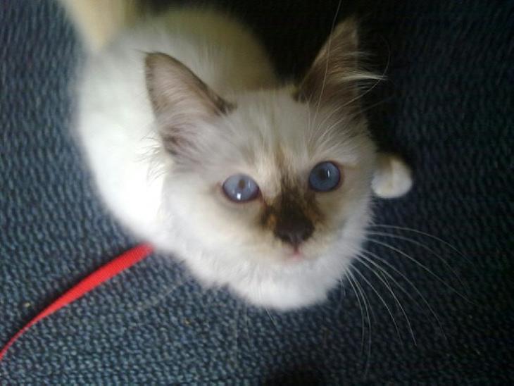 Hellig Birma Bette Miss DeeDee billede 1