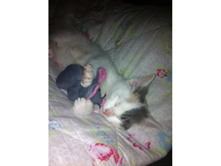 {{currentPhoto.altText}} billede {{currentPhoto.number}}