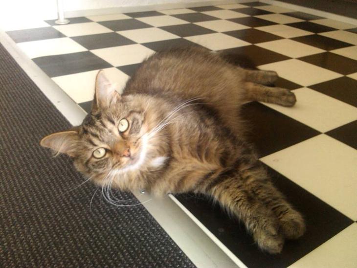 Blanding af racer Felix RIP billede 0