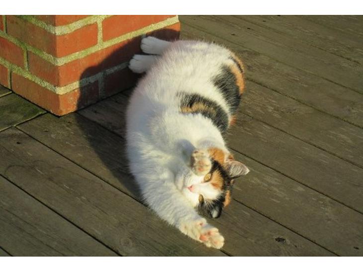 {{currentPhoto.altText}} billede {{currentPhoto.number}}