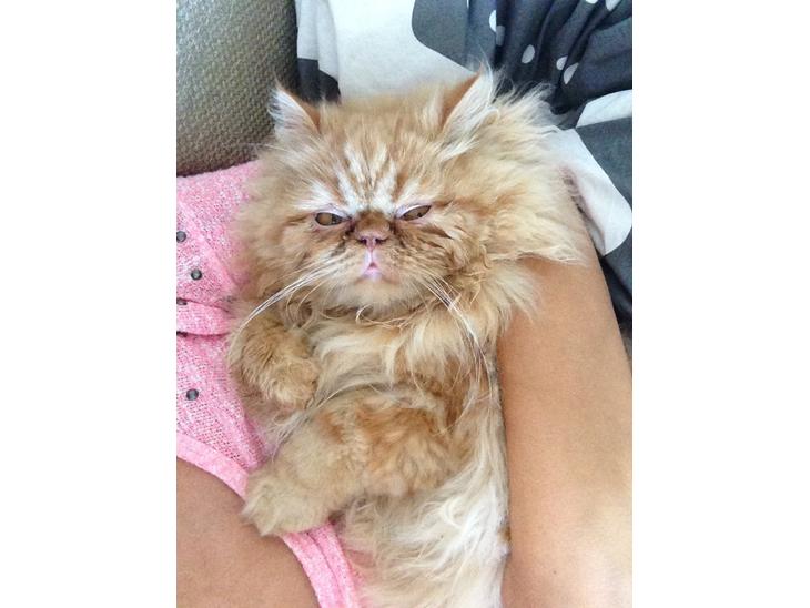 {{currentPhoto.altText}} billede {{currentPhoto.number}}