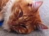 Maine Coon O'Malley