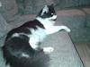 Maine Coon Coon Danica's Norbit
