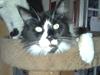 Maine Coon coon danica's Sharro