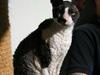 Cornish Rex Adolf (Dk Løveid's Pharao sails to Orion)