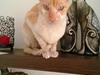 Cornish Rex Lauritz (Dk Løveid's Once upon a Troubadour)