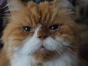Perser Massen *30.06.2001 -26.05.2014 *