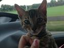 Bengal Xander
