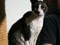 Cornish Rex Adolf (Dk Løveid's Pharao sails to Orion)