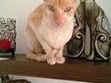 Cornish Rex Lauritz (Dk Løveid's Once upon a Troubadour)