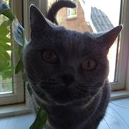 British Shorthair Luna