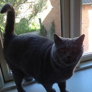 British Shorthair Luna