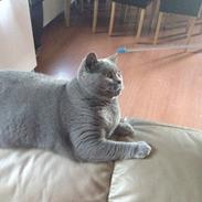 British Shorthair Luna