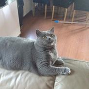 British Shorthair Luna