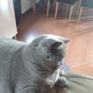 British Shorthair Luna