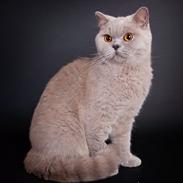 British Shorthair Lady Xiera's Madonna.