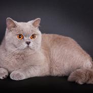 British Shorthair Lady Xiera's Madonna.