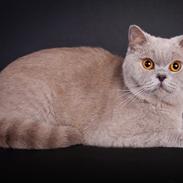 British Shorthair Lady Xiera's Madonna.