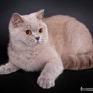 British Shorthair Lady Xiera's Madonna.