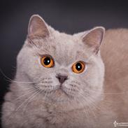 British Shorthair Lady Xiera's Madonna.