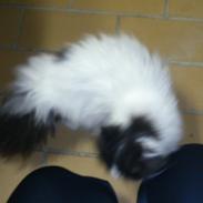 Perser Steenelse's Bjørn aka Sitca