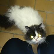 Perser Steenelse's Bjørn aka Sitca