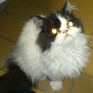 Perser Steenelse's Bjørn aka Sitca