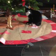 Huskat Møffe (min baby!)