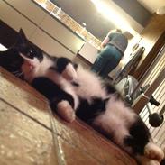 Huskat Møffe (min baby!)