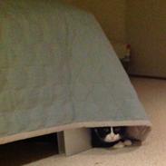 Huskat Møffe (min baby!)