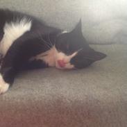 Huskat Møffe (min baby!)