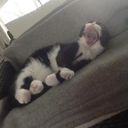 Huskat Møffe (min baby!)