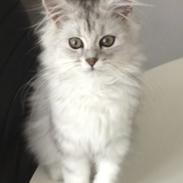 Blanding af racer Wendy