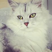 Blanding af racer Wendy