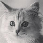 Blanding af racer Wendy