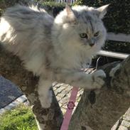 Blanding af racer Wendy