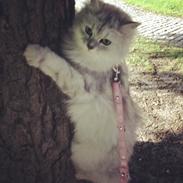 Blanding af racer Wendy