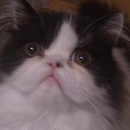 Perser Steenelse's Bjørn aka Sitca