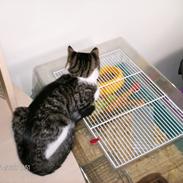 Huskat Mille-afdød oktober 2016