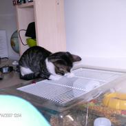 Huskat Mille-afdød oktober 2016