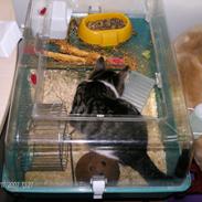 Huskat Mille-afdød oktober 2016