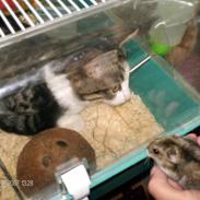 Huskat Mille-afdød oktober 2016