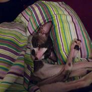 Cornish Rex Adolf (Dk Løveid's Pharao sails to Orion)