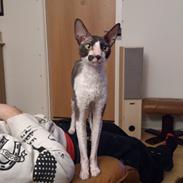Cornish Rex Adolf (Dk Løveid's Pharao sails to Orion)
