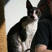 Cornish Rex Adolf (Dk Løveid's Pharao sails to Orion)