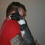 Cornish Rex Adolf (Dk Løveid's Pharao sails to Orion)